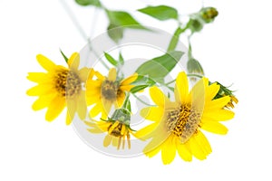 Healing plants: Arnica Arnica montana isolated lying on white background