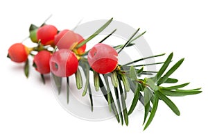 Healing plants: Branch of a yew Taxus baccata with berries