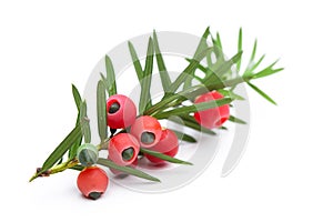 Healing plants: Branch of a yew Taxus baccata with berries