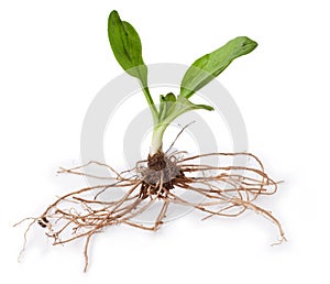 Healing plants: broadleaf plantain photo