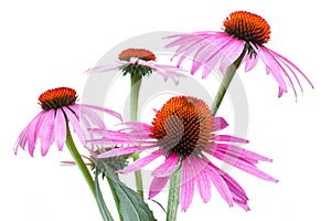 Healing plants: Coneflower Echinacea purpurea isolated on white background photo