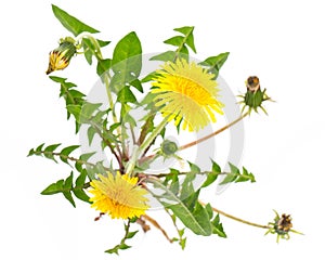 Healing plants: Dandelion Taraxacum officinale from above on white background