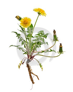 Healing plants: Dandelion Taraxacum officinale - whole plant on white background photo