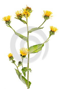 Healing plants: Elecampane Inula helenium - standing plant against white background