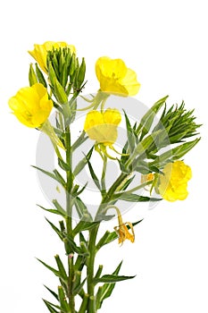 Healing plants: evening primrose oenothera biennis on white background