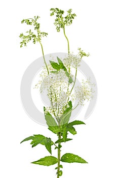 Tratamiento plantas flor a en blanco 