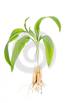 Healing plants: Ramsons Allium ursinum Whole plant in front of white background