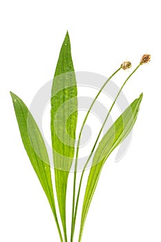 Healing plants: Ribwort Plantain Plantago lanceolata leaves and flowers on white