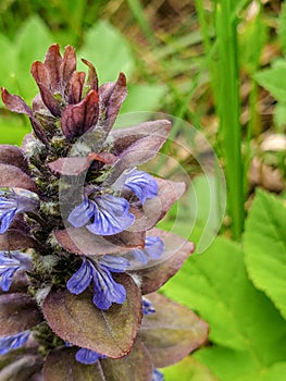 Healing power on my menu, the pyramidal bugle