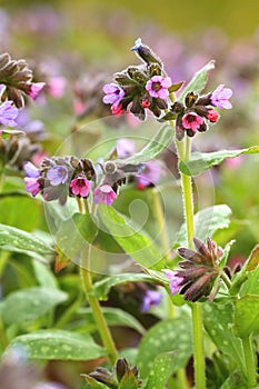 Healing Pulmonaria officinalis