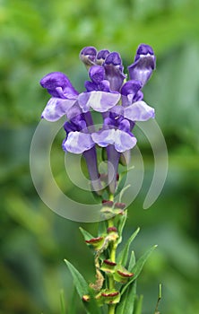 Healing Scutellaria Baicalensis