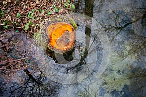 Healing spring in the forest