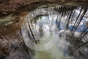 Healing spring in the forest