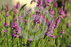 Healing Stachys officinalis