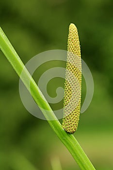 Healing sweet flag Acorus calamus