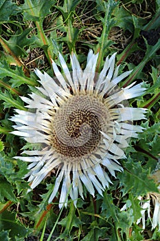 Healing thistle flower Carlina acaulis photo