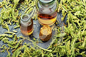 Lycopodium healing herbs photo