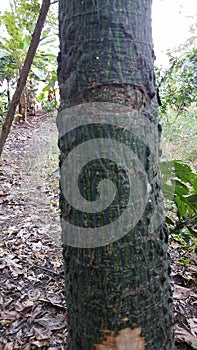 healing tree bark nature green