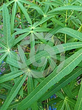 The health benefits of cassava leaves (Manihot esculanta crantz) 02 photo