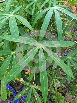 The health benefits of cassava leaves (Manihot esculanta crantz) 01 photo