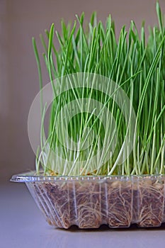 Health benefits of consuming wheatgrass