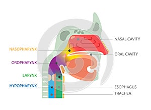 Health care educational information. Nasal and oral cavity photo