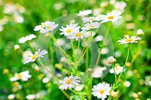 Health herbs and daisy flowers on spring meadow. Spring background