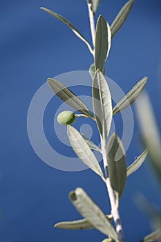 Health, olive branch, organic, Greece