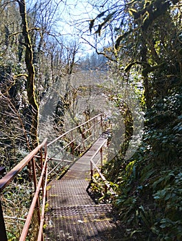 Health path in the boxwood grove in February in good weather