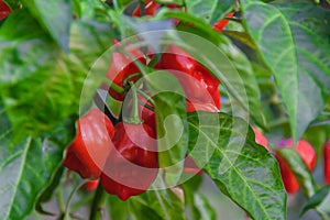 Health plant of chili pepper photo