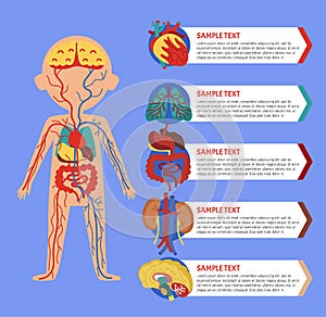 Health poster with human body anatomy