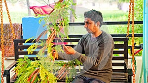 Health worker collecting flower nods and natal of Albizia Lebbeck plant for medicine use