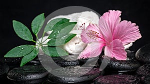 healthcare concept of pink hibiscus, green leaf shefler with drops and white stacked towels on zen stones in reflection water