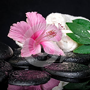 healthcare concept of pink hibiscus, green leaf shefler with drops and white stacked towels on zen stones in reflection water