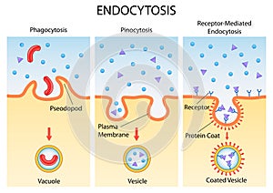 Healthcare and Medical education drawing chart of Endocytosis cellular process for Science Biology study photo