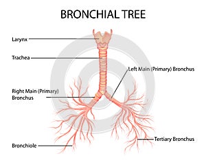 Healthcare and Medical education drawing chart of Human Bronchial Tree of Lungs for Science Biology study photo