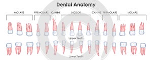 Healthcare and Medical education drawing chart of Human Dental anatomy for Science Biology study