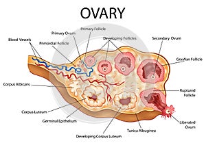 Healthcare and Medical education drawing chart of Human Female Ovary showing Follicle development stage and Ovulation