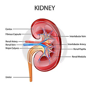 Healthcare and Medical education drawing chart of Human Kidney for Science Biology study