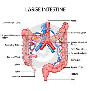 Healthcare and Medical education drawing chart of Human Large Intestine of Digestive System for Science Biology study