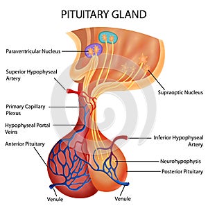 Healthcare and Medical education drawing chart of Human Pituitary Gland for Science Biology study