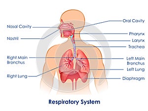 Healthcare and Medical education drawing chart of Human Respiratory System for Science Biology study