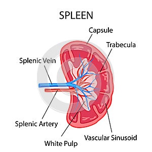 Healthcare and Medical education drawing chart of Human Spleen for Science Biology study