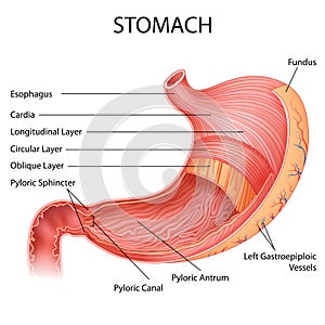 Healthcare and Medical education drawing chart of Human Stomach for Science Biology study