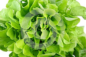 Healthful bright green lettuce, isolated on a white background. Organic, raw, fresh and tasty concept.