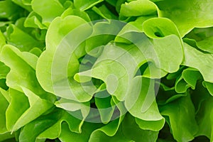 Healthful bright green lettuce used as a background. Organic, raw, fresh and tasty concept. Healthy lifestyle.