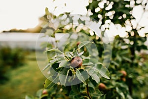 Healthiest fruits - pear on a sunny day in Latvia photo