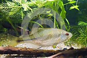 Healthy active adult specimen of European bitterling, Rhodeus amarus, little omnivore ornamental fish in a temperate biotope photo