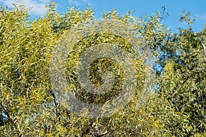 Healthy Australian Wattle Tree