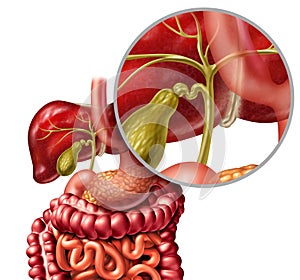 Healthy Bile Duct